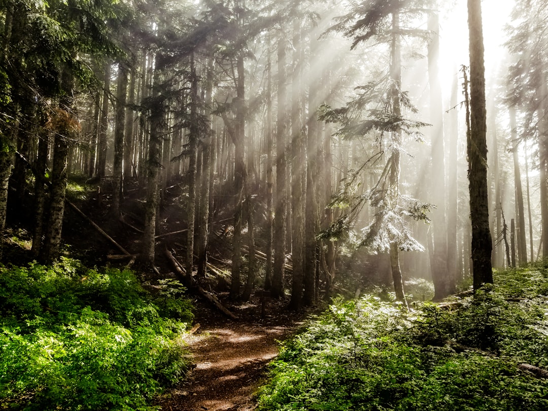 Photo Mountain trail